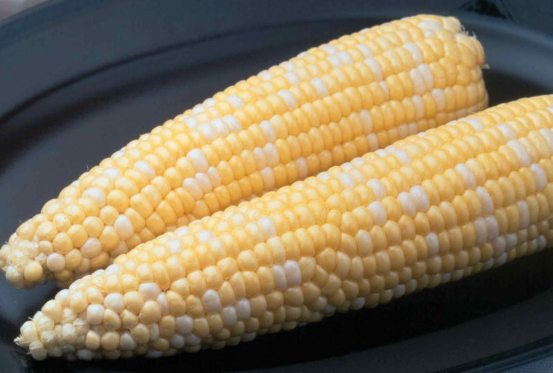 Sweet Corn Seed | Harveyville Seed Co., Inc.