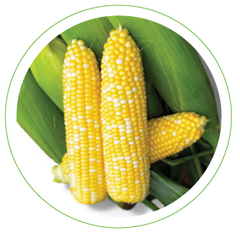 roundup ready garden seeds Sweet Corn Seed - Roundup Ready