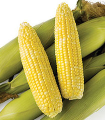 roundup ready garden seeds Sweet Corn Seed - Roundup Ready