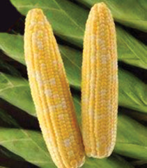 roundup ready garden seeds Sweet Corn Seed - Roundup Ready